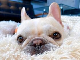 先住の美猫に対抗するは“ぶちゃかわ”ドッグ！　フレンチブルドッグの「ブラン」