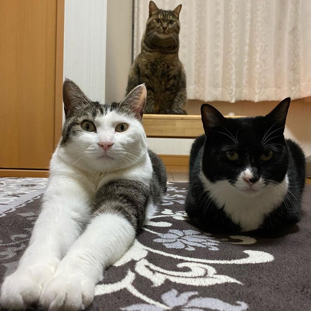 トゥトゥちゃん（奥）、ミリちゃん（左）、キトちゃん（右）