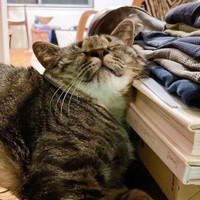 枕は高めがお好き