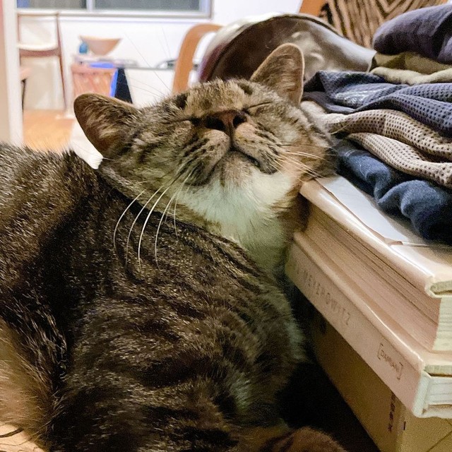 枕は高めがお好き