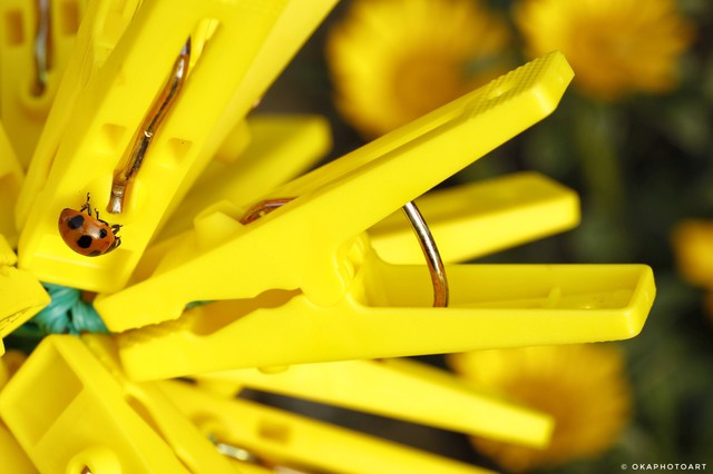 「洗濯バサミ草の花に、てんとう虫がやってきた( ´ ▽ ` )」（岡本なうさん提供）