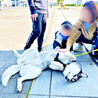 「日本最北の駅」前で人気者になったムイちゃん。へそ天になって撫でられご満悦（画像提供：ムイさん）