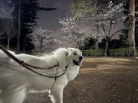 できるだけ人がいない時間帯を狙って散歩をしている、という大型犬の飼い主さんは多い（画像提供：セレネちゃんの飼い主さん）