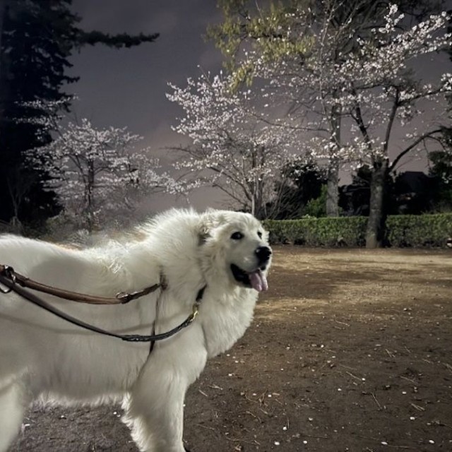 できるだけ人がいない時間帯を狙って散歩をしている、という大型犬の飼い主さんは多い（画像提供：セレネちゃんの飼い主さん）