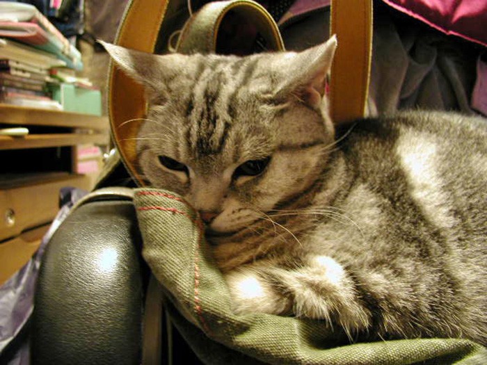 私の仕事椅子が大好き。カバンの上にどっかり座るのが日課だったココ