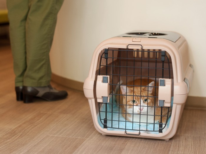 「鳴き過ぎて声が枯れた、早く帰ろうよ」（小林写函撮影）