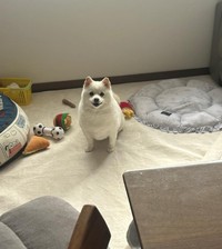 ポメ柴のベラたん（飼い主さん提供、Instagramよりキャプチャ撮影）