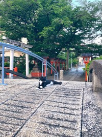 太鼓橋のど真ん中でくつろぐ猫ちゃん（提供：六孫王神社さん）