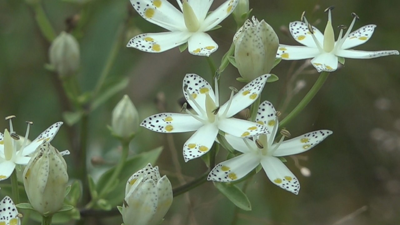 鯉が窪湿原で秋を彩る花が咲く 岡山 新見市 Ksbニュース Ksb瀬戸内海放送