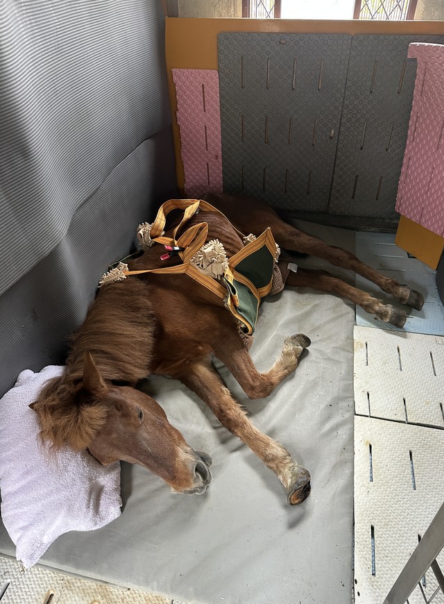 室内で、ブレスエアーの上で昼寝するカッピー（神戸市立王子動物園提供）