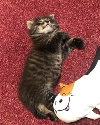 すっかりリラックスして寝るライくん