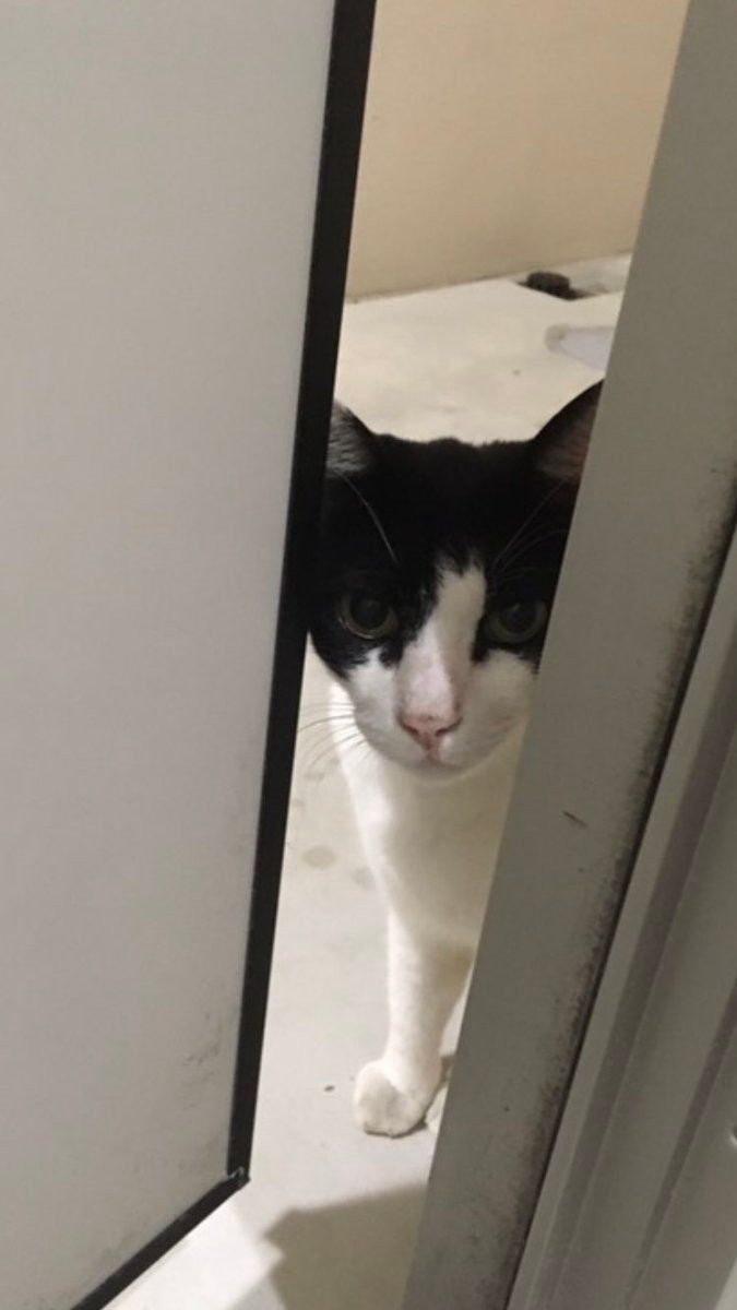 おウチは突き止めたニャ サクラ猫歴2年の地域猫がごはんをくれた人を