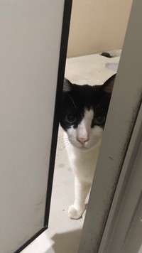 玄関はここにゃ！＝ハニートーストさん（@hanichan_u_m）提供
