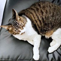 ミヤモトさんの椅子の上でくつろぐのが好きだったちーちゃん（画像提供：ミヤモトナオキさん）