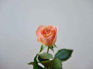 努力が報われた友人。新たな一歩に私から、ことばの花束を贈りたい