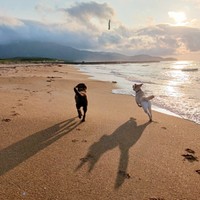 海岸を駆け回る（左から）コナくん、まる子ちゃん（画像提供：ラブラドールのコナまる子さん）