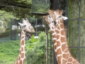 夕暮れの中、オオカミの遠吠え…　夜の多摩動物公園