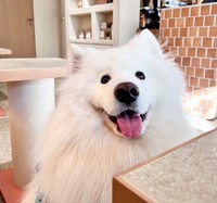 癒し度満点、ダッツくんのサモエド・スマイル！（画像提供：サモエドのダッツさん）