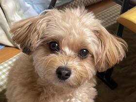 何を食べてるのかなぁ、僕にもくれるよね？　好奇心旺盛なチワプー「もこ」