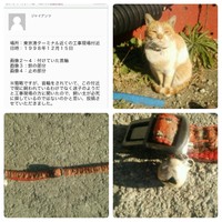 ジャイアンツさんが『迷子猫.NET』に投稿してくれたケイくんの目撃情報