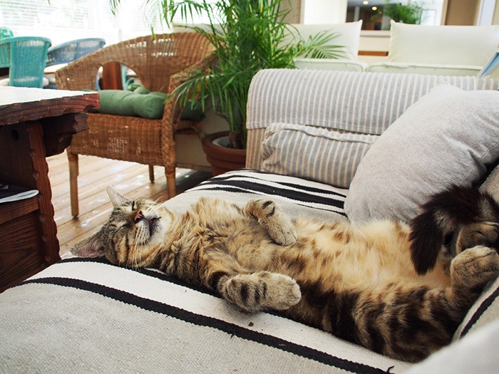 銀次、年齢不詳。通い猫なのに、このくつろぎよう