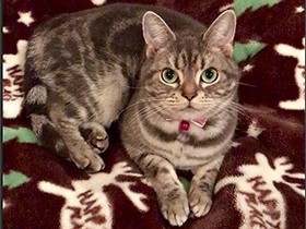 エメラルドグリーンの海みたいな瞳　アメショーの「美ら」