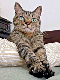 現在は、すっかり穏やかな表情を浮かべるフクくん（画像提供：なみおさん）