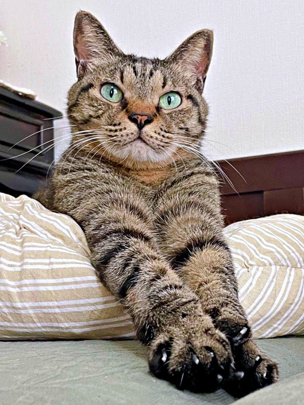 現在は、すっかり穏やかな表情を浮かべるフクくん（画像提供：なみおさん）