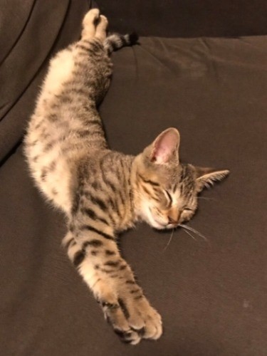 家にきてすぐに、”伸び伸び寝”　（提供写真）