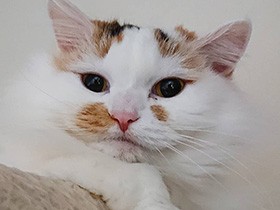 お気に入りのキャットタワーでまったり　スコティッシュ「花」　