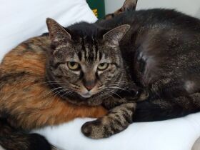 来客に大喜びの猫　「もっとなでて！」とゴロゴロ、夜は飼い主に“ふみふみ”