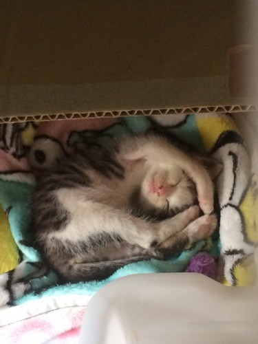 あったかくて気持ちいいにゃー。スヤスヤ