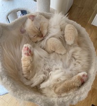 一緒に暮らすおこめちゃん＝ぽてこゆこめ+うなさん（@potechi_nikki）提供