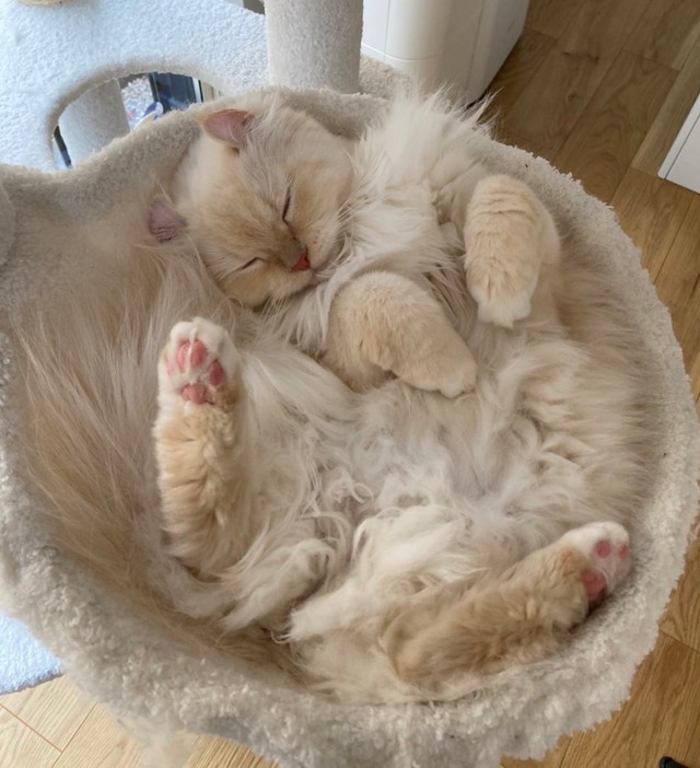 一緒に暮らすおこめちゃん＝ぽてこゆこめ+うなさん（@potechi_nikki）提供