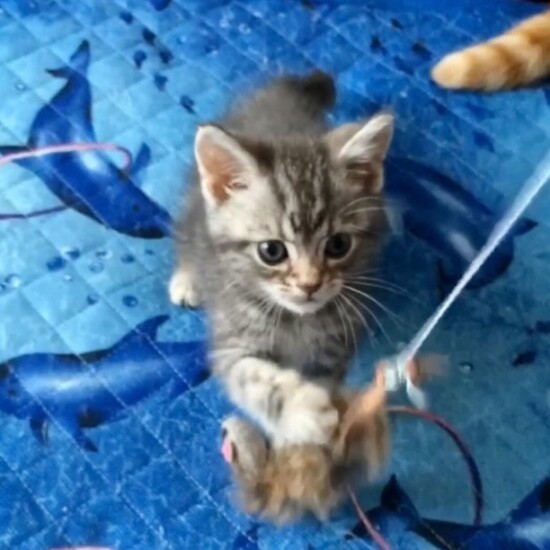 家にきたころの「JIN」