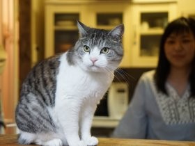 地域猫モンジが道ばたで倒れた！　奇跡的に回復し、家猫に
