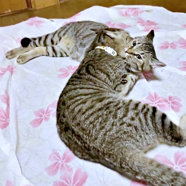 ニャンプロをして遊ぶマオくん、モモくん（画像提供：ぽりぽりさん）