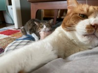 飼い主さんに甘えにきたボスくんとマナくん（手前）。休憩が終わり、ふたりは仲良く階下へ降りていったという（コンドリア水戸さん提供）