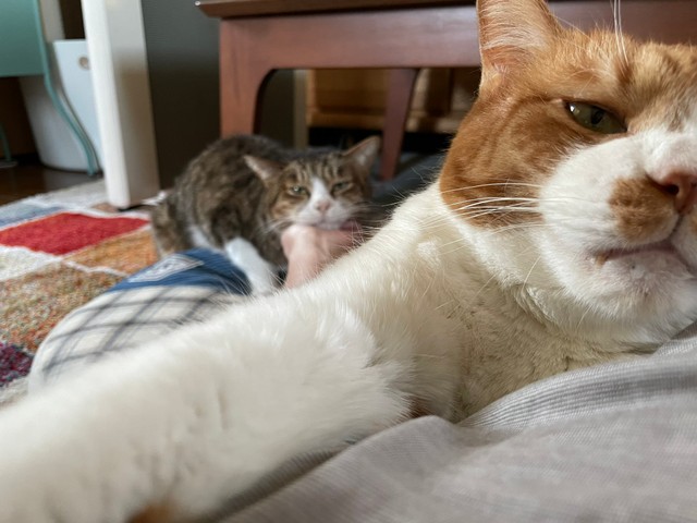 飼い主さんに甘えにきたボスくんとマナくん（手前）。休憩が終わり、ふたりは仲良く階下へ降りていったという（コンドリア水戸さん提供）