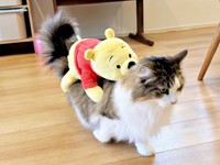 「ネコバスだ！」 ぬいぐるみを背負って歩くシィクくん（画像提供：シィク : 猫アカさん）