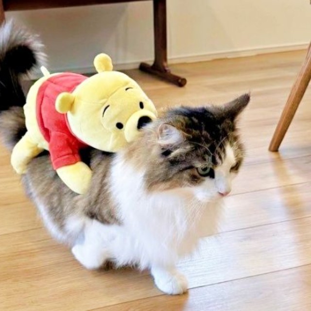 「ネコバスだ！」 ぬいぐるみを背負って歩くシィクくん（画像提供：シィク : 猫アカさん）