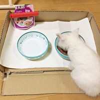 よくご飯を食べてすくすくと成長していきました（画像提供：masaru--menさん）