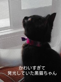 【漫画】『黒猫ちゃんと初めて会った日の思い出』6（なおにゃんさん提供）