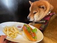 たしかにパンみは強いかも…（飼い主さん提供）