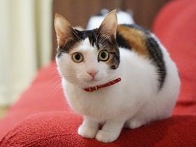 車の前に現れ、座り込んでいた子猫　その出会いが女性を動かした