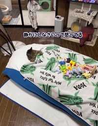 騒いでいるほかの猫さんたちに「静かにしなさい」と注意をするお孫さん（midoriさん提供、Instagramよりキャプチャ撮影）