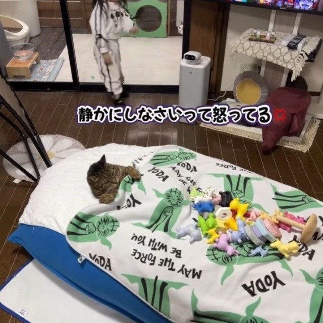 騒いでいるほかの猫さんたちに「静かにしなさい」と注意をするお孫さん（midoriさん提供、Instagramよりキャプチャ撮影）