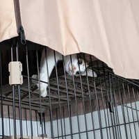 ケージから顔をのぞかせる三美ちゃん（画像提供：三美お嬢様はお猫様さん）