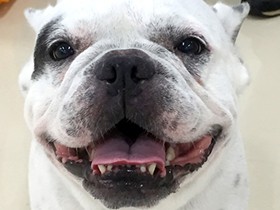 犬を飼う前に知ってほしいこと　ブルは暑さが苦手、熱中症注意