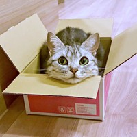 箱の中に入ってくつろぐあんこくん（画像提供：あんこともなか 充電ねこさん）